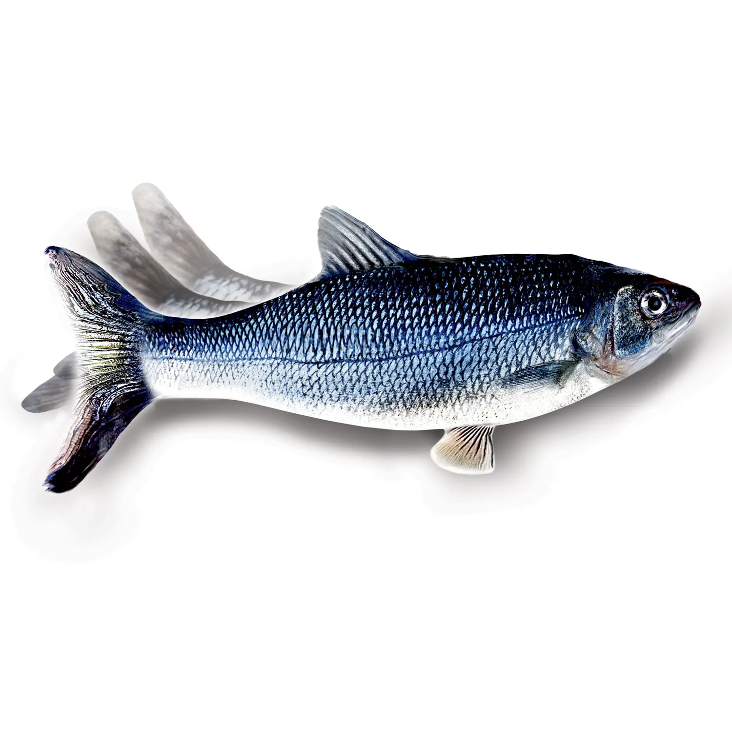 Juguete Para Gatos Flippity Fish Tvnovedades