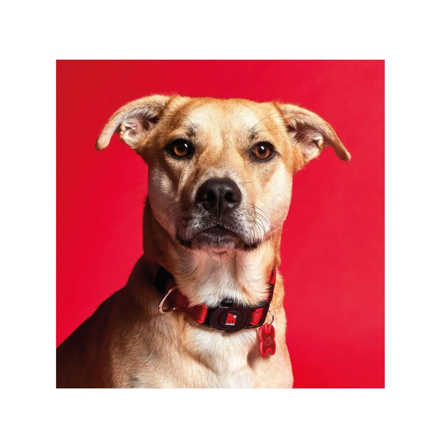 Collar Para Perro Memopet  25-45Cm Rojo My Family 4