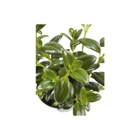Follaje Mini Kikedama - Polyscias Fruticosa Elegans De Interior Diámetro 10 Cm