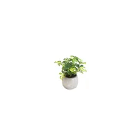 Follaje Mini - Polyscias Fruticosa Elegans De Interior Diámetro 12 Cm