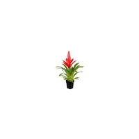 Bromelias Pequeñas - Bromelia De Interior Diámetro 15 Cm Calyx