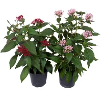 Pentas - Pentas Lanceolata De Exterior Diámetro 14 Cm