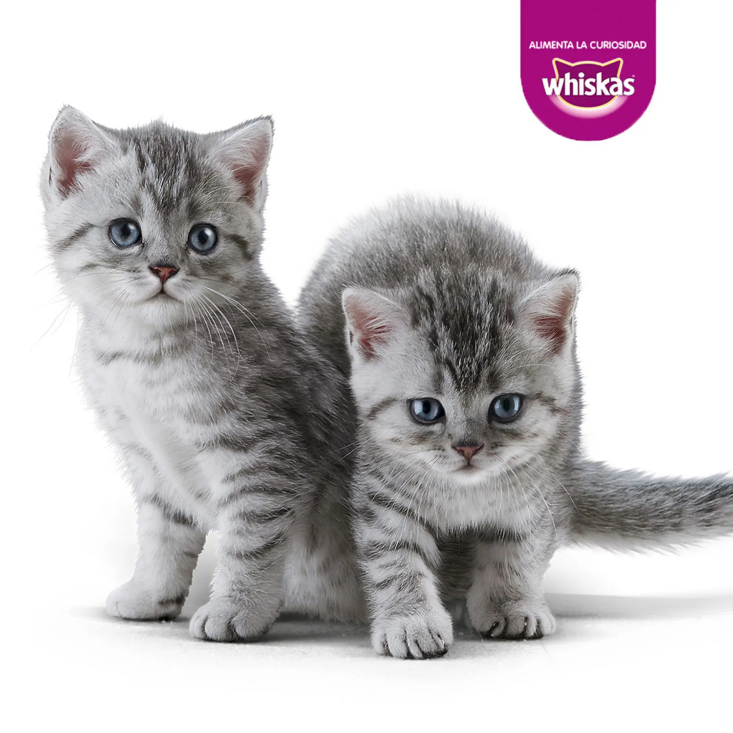 Comida Húmeda Para Gatitos Pouch Atún Whiskas 24/85g 5