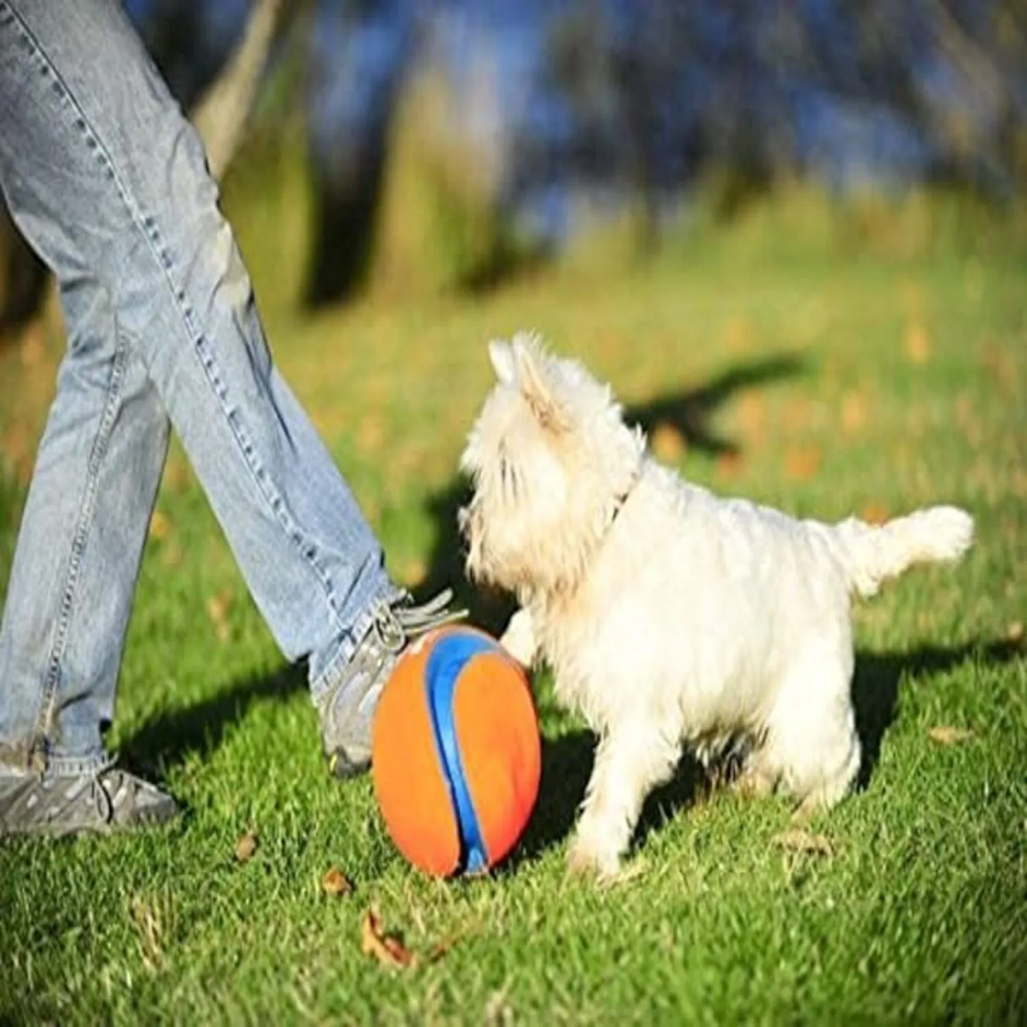 Juguete Para Perro Para Tirar Y Buscar Pequeño 3