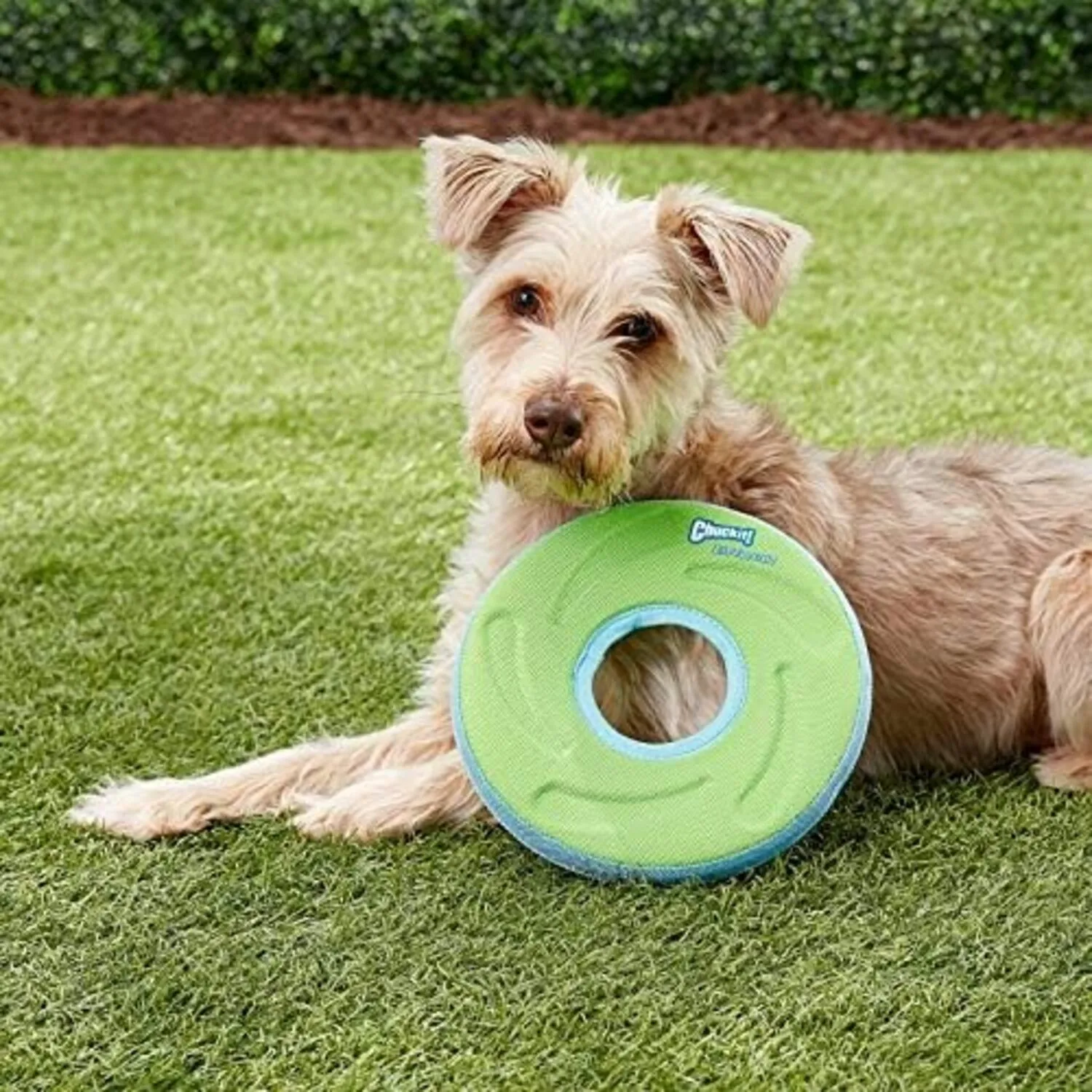 Frisbie Mediano Tipo Disco Para Mascotas