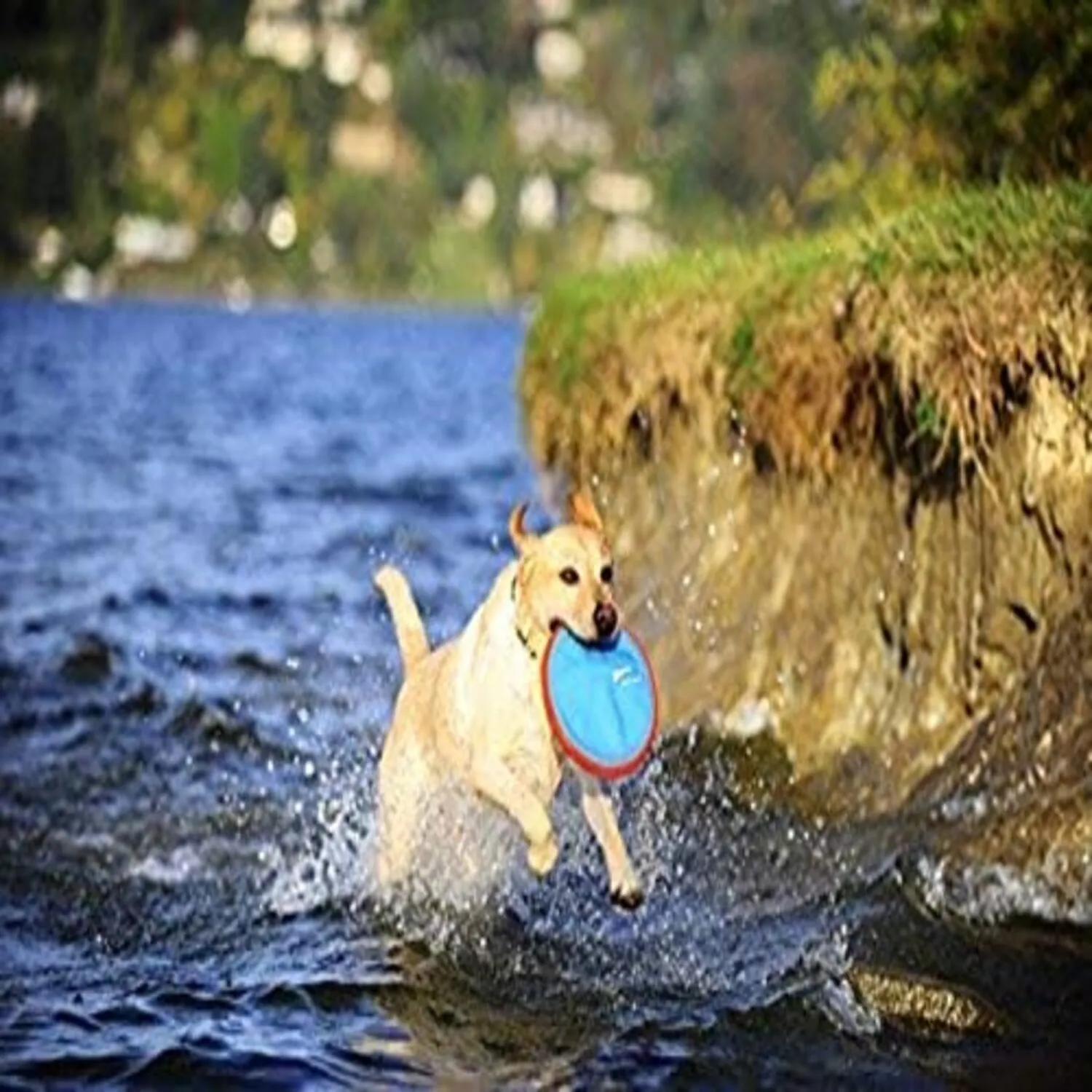 Frisbie Grande Para Perro Aspen Pet