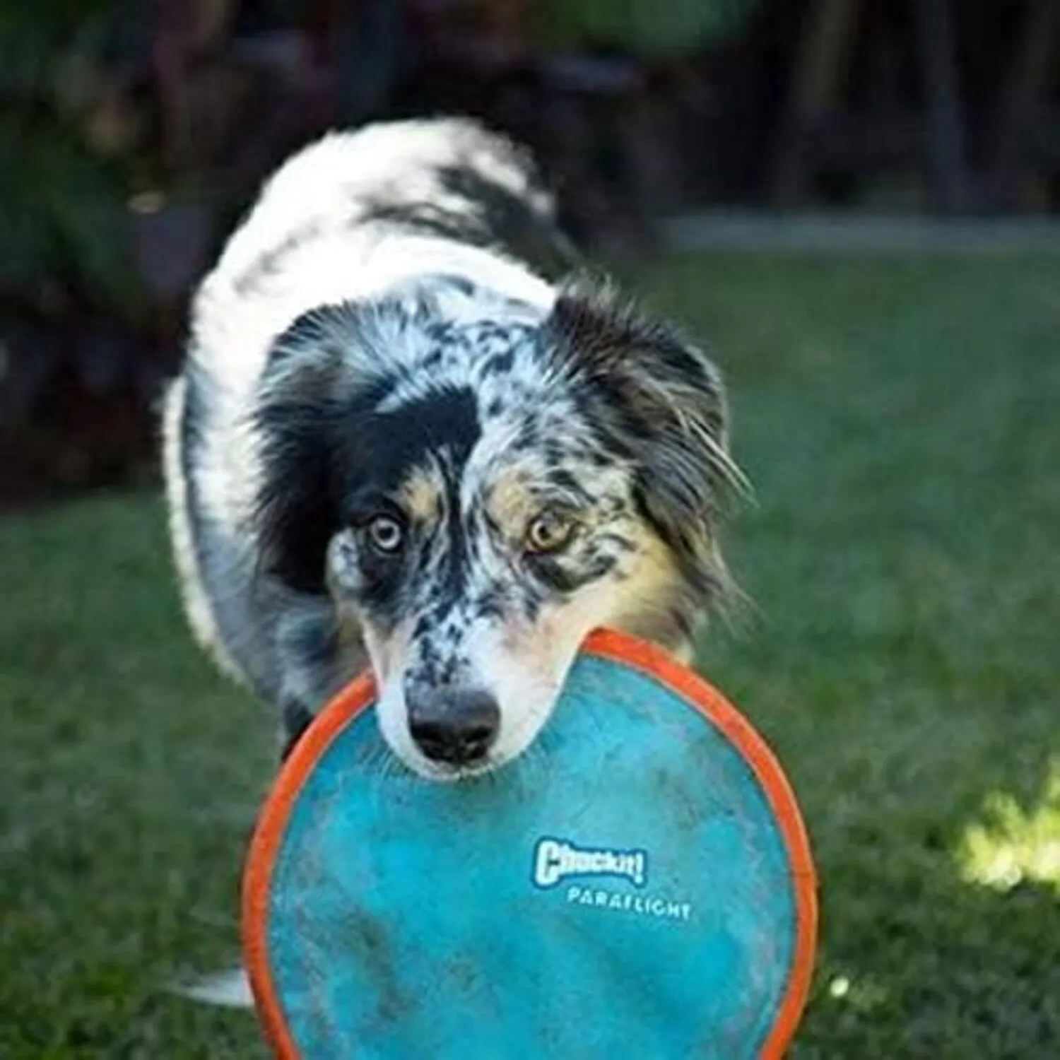 Frisbie Grande Para Perro Aspen Pet 3