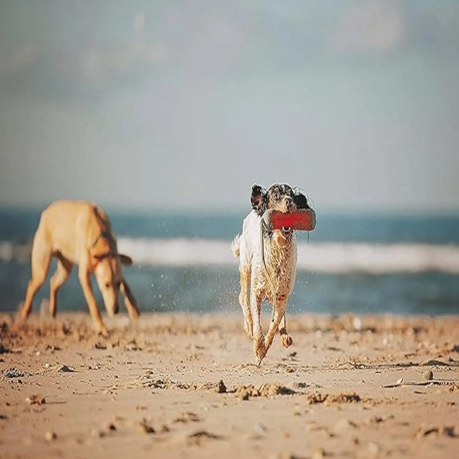 Juguete Para Perro Palo Para Buscar Acuático Mediano 4