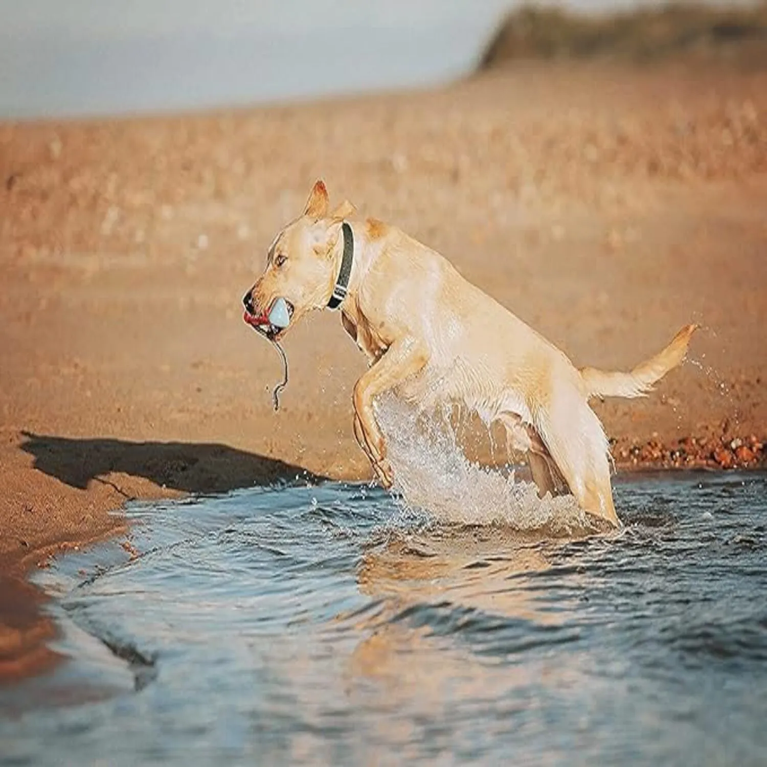 Juguete Para Perro Palo Para Buscar Acuático Mediano 5