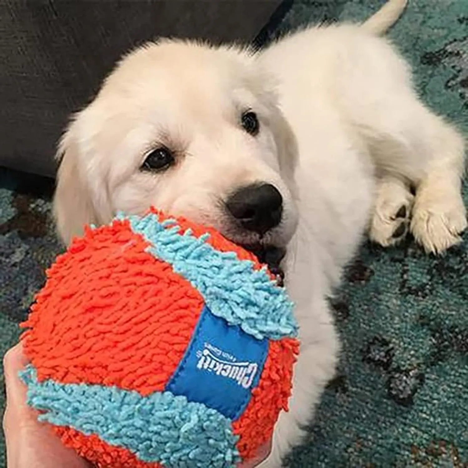 Pelota Para Perro  De 2 Colores Para Interiores Para Perros 3