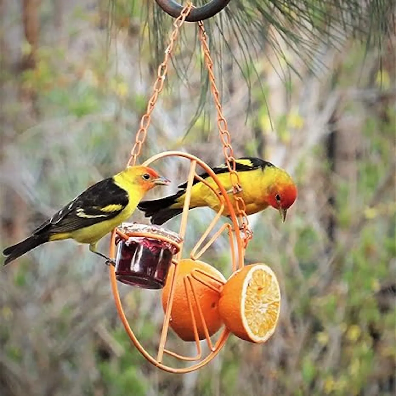 Comedero con Clementina para Oropendolas