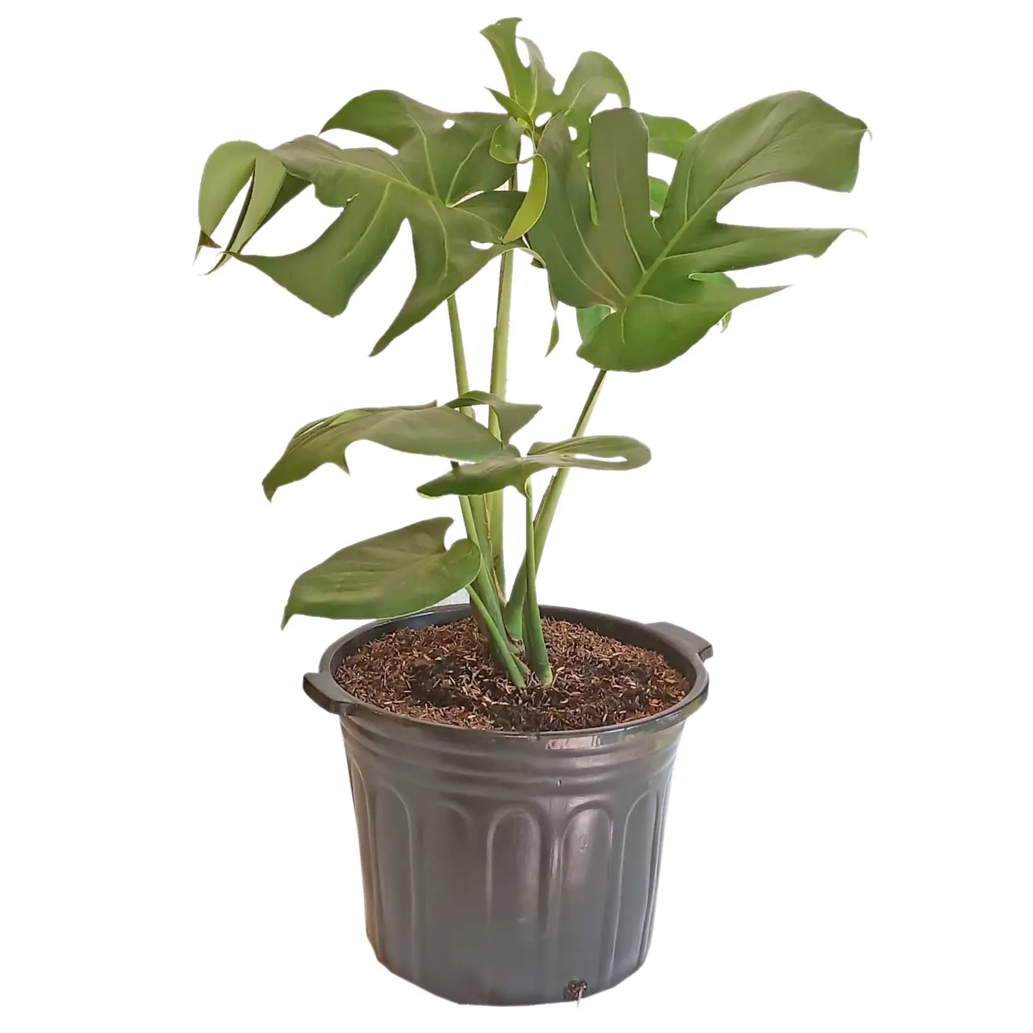 Monstera Deliciosa Balazo Excelsior M-30 - Homecenter.com.co