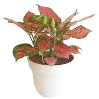 Aglonema Valentina Excelsior M-20