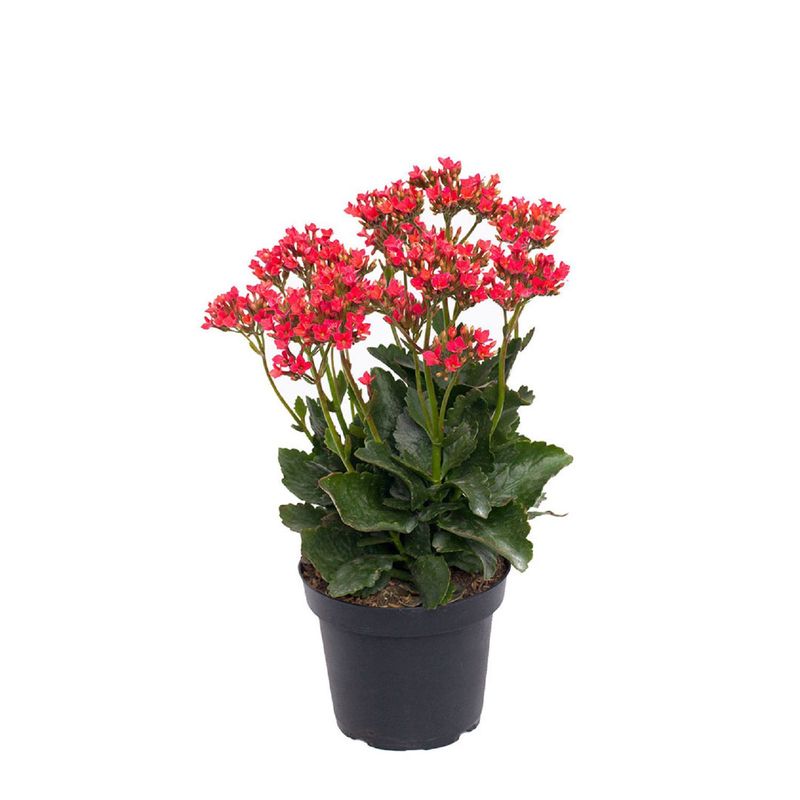 TIERRANEGRA - Kalanchoe Surtido P14 H.C.