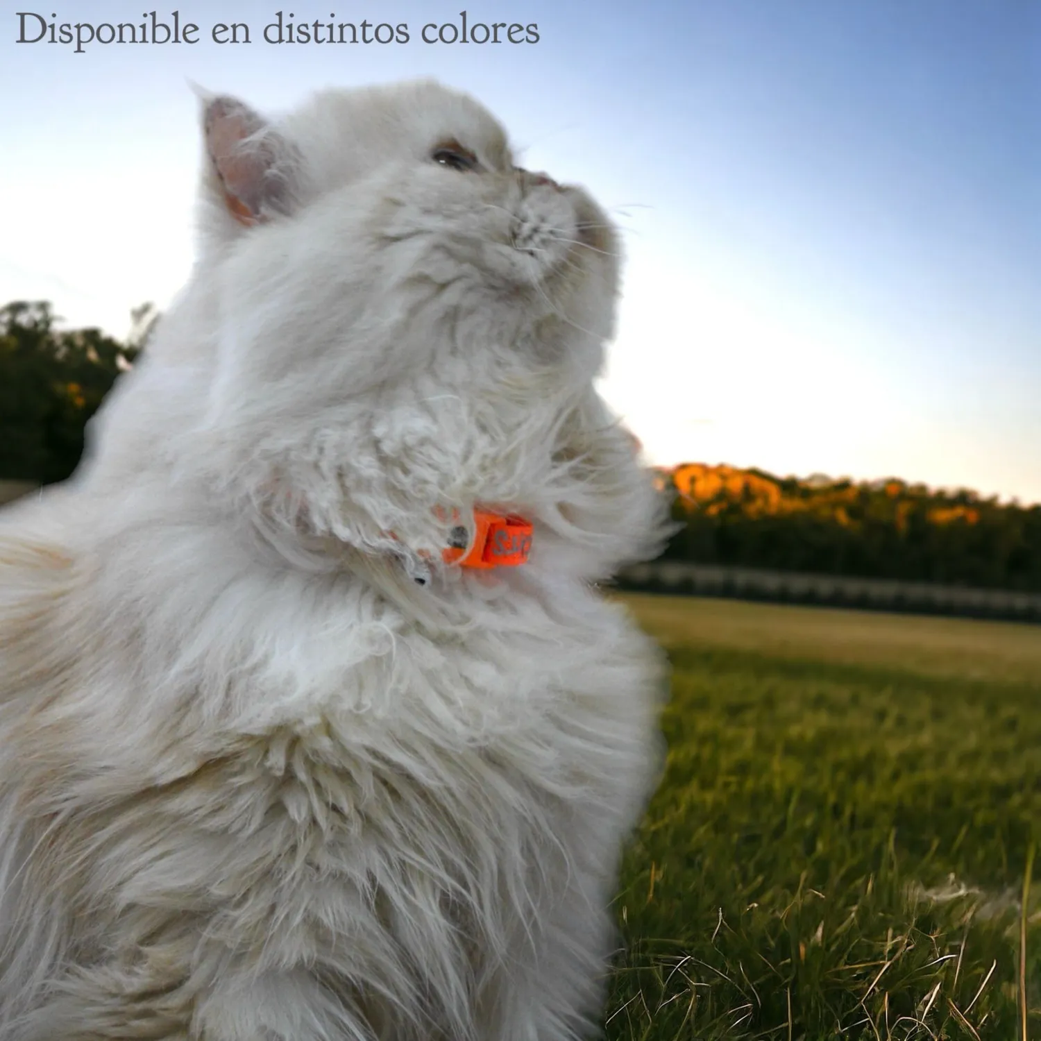 Collar para gato cool cats naranja colmascotas 3
