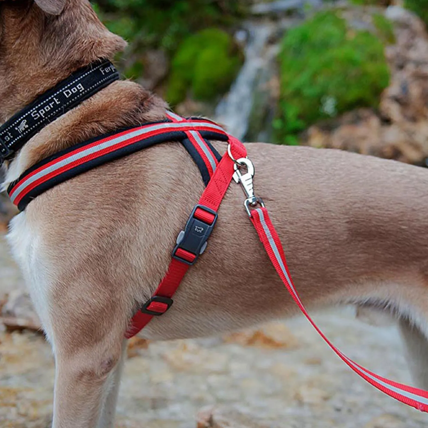 Pechera Perro Daytona Cross -Ml -Rojo 4