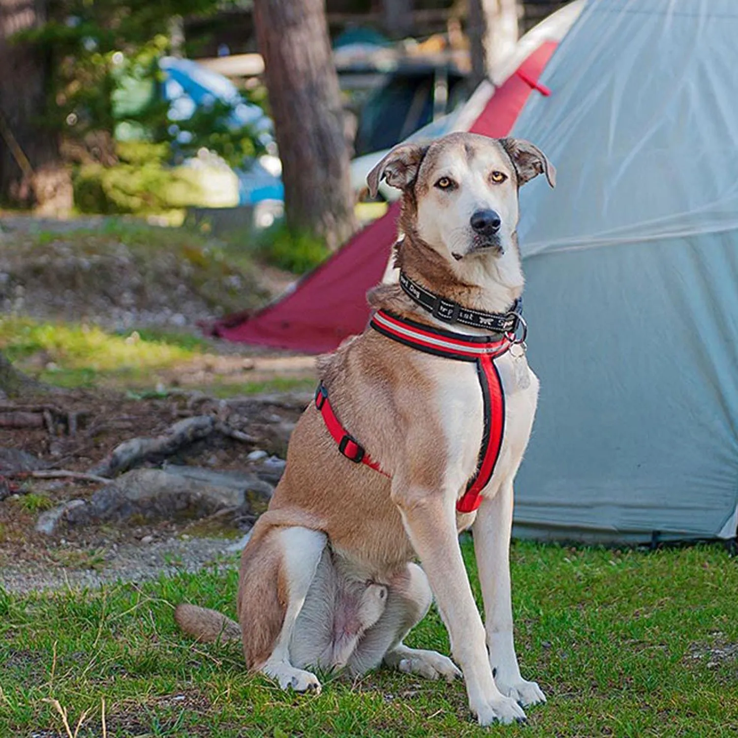 Pechera Perro Daytona Cross -Ml -Rojo 5