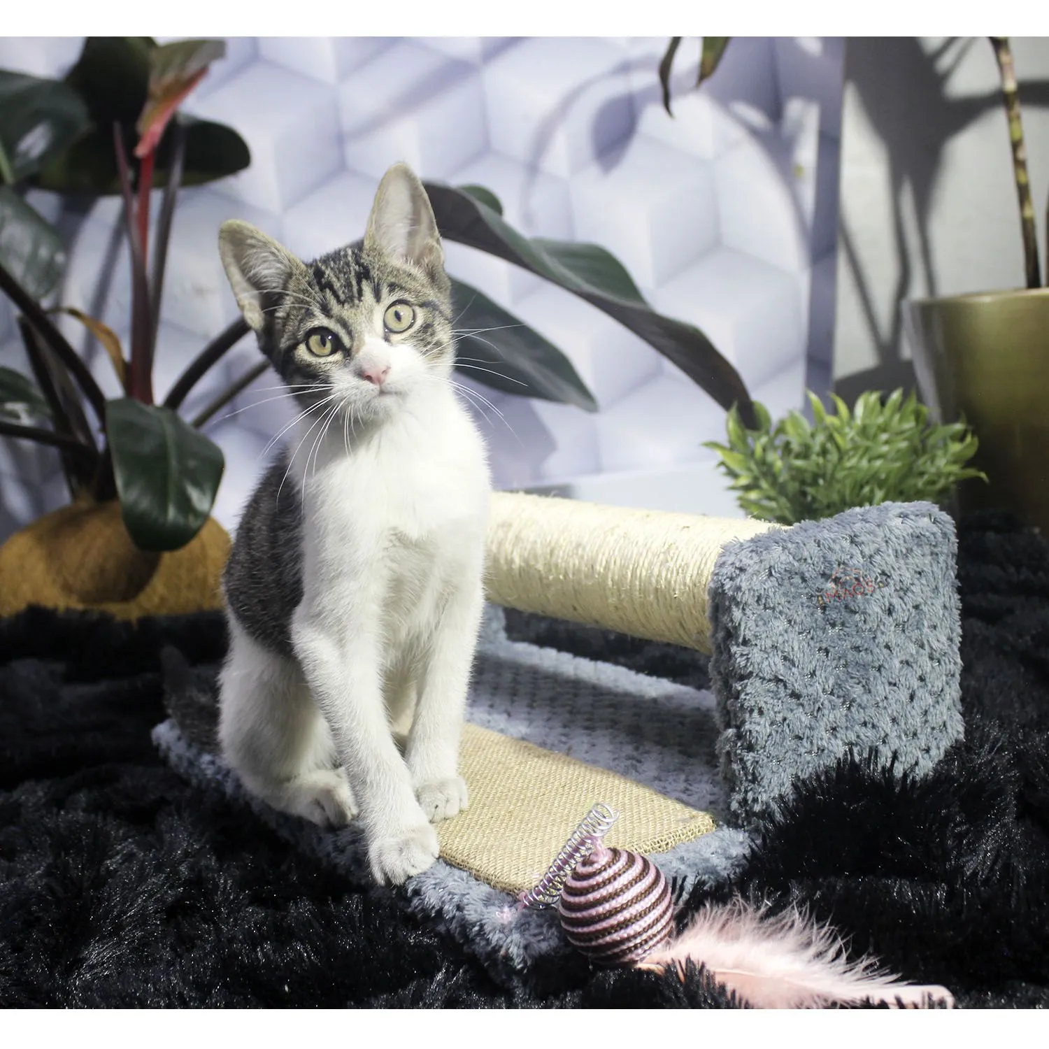 Gimnasio Rascador Para Gatos 42x25x17cm Mediano Gris 3