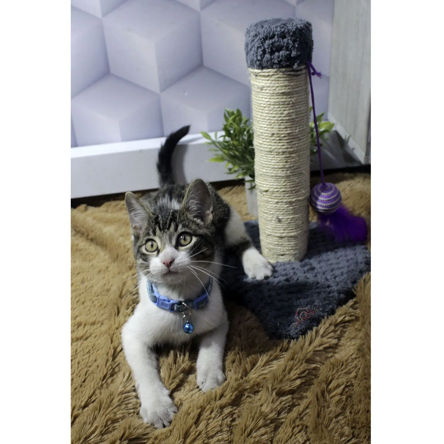 Rascador Para Gatos Juguete 30x30x30cm Pequeño Gris 6