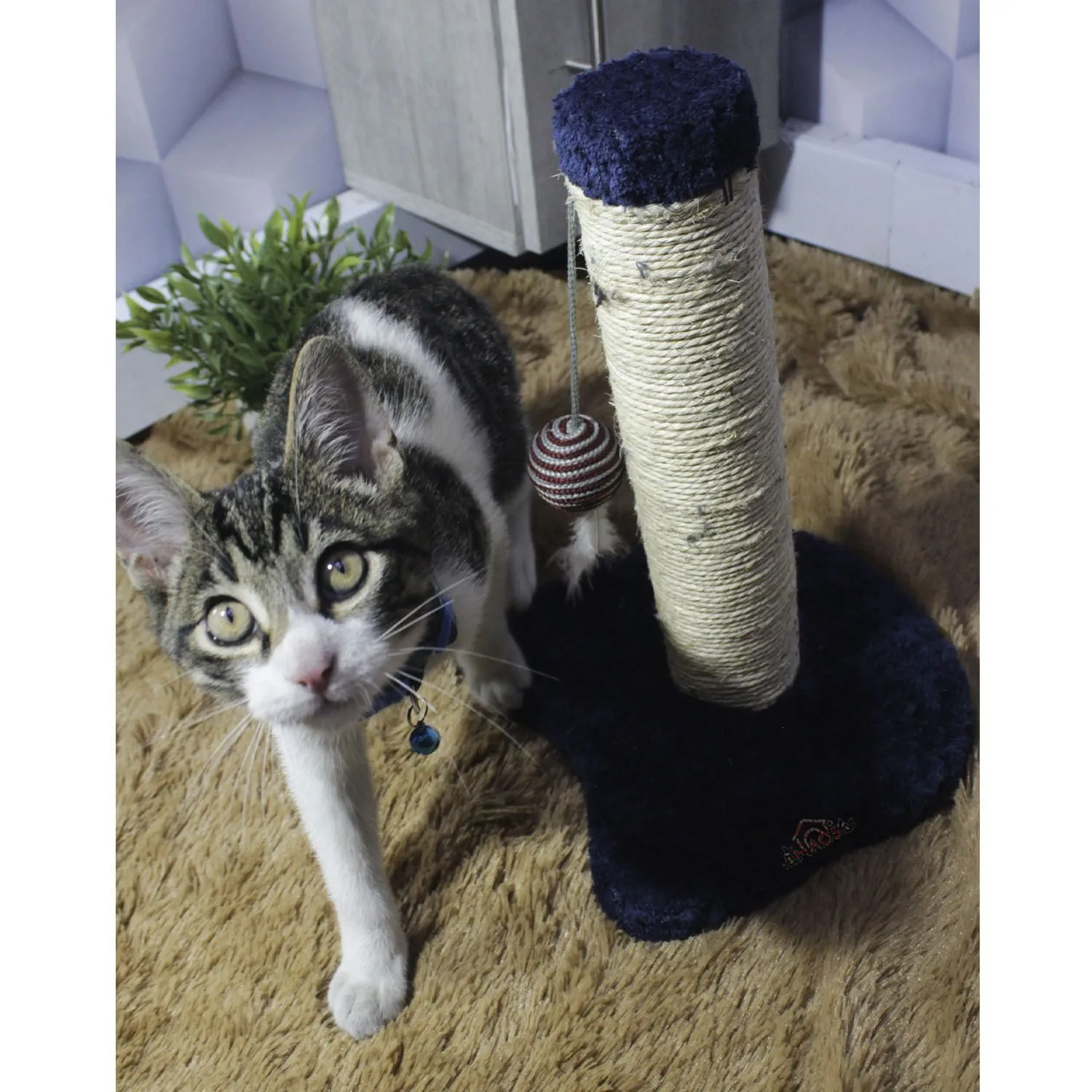Rascador Para Gatos Carica 30x30x30cm Pequeño Petroleo 4