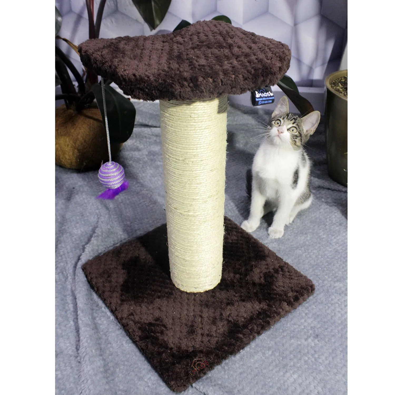 Rascador Para Gatos  25x25x30cm Pequeño Café 5
