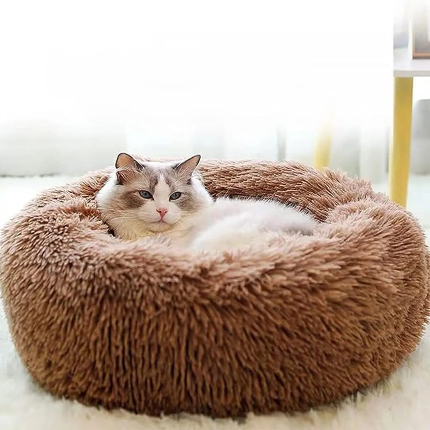 Cama Dona Para Gato 50x50x15cm Pequeña Café Maos Pets