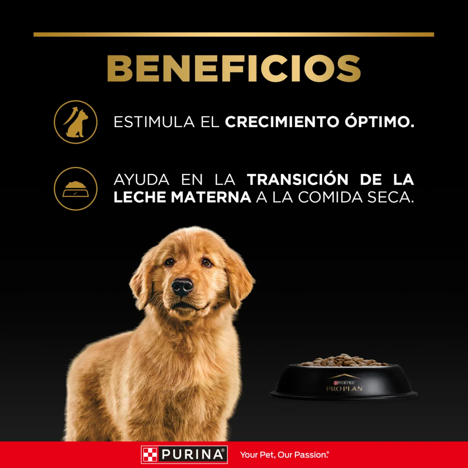 Comida Seca Para Perro Cachorro Pro Plan Raza Mediana 1kg 4