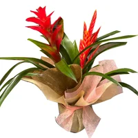 DOS BROMELIAS CON MATERA