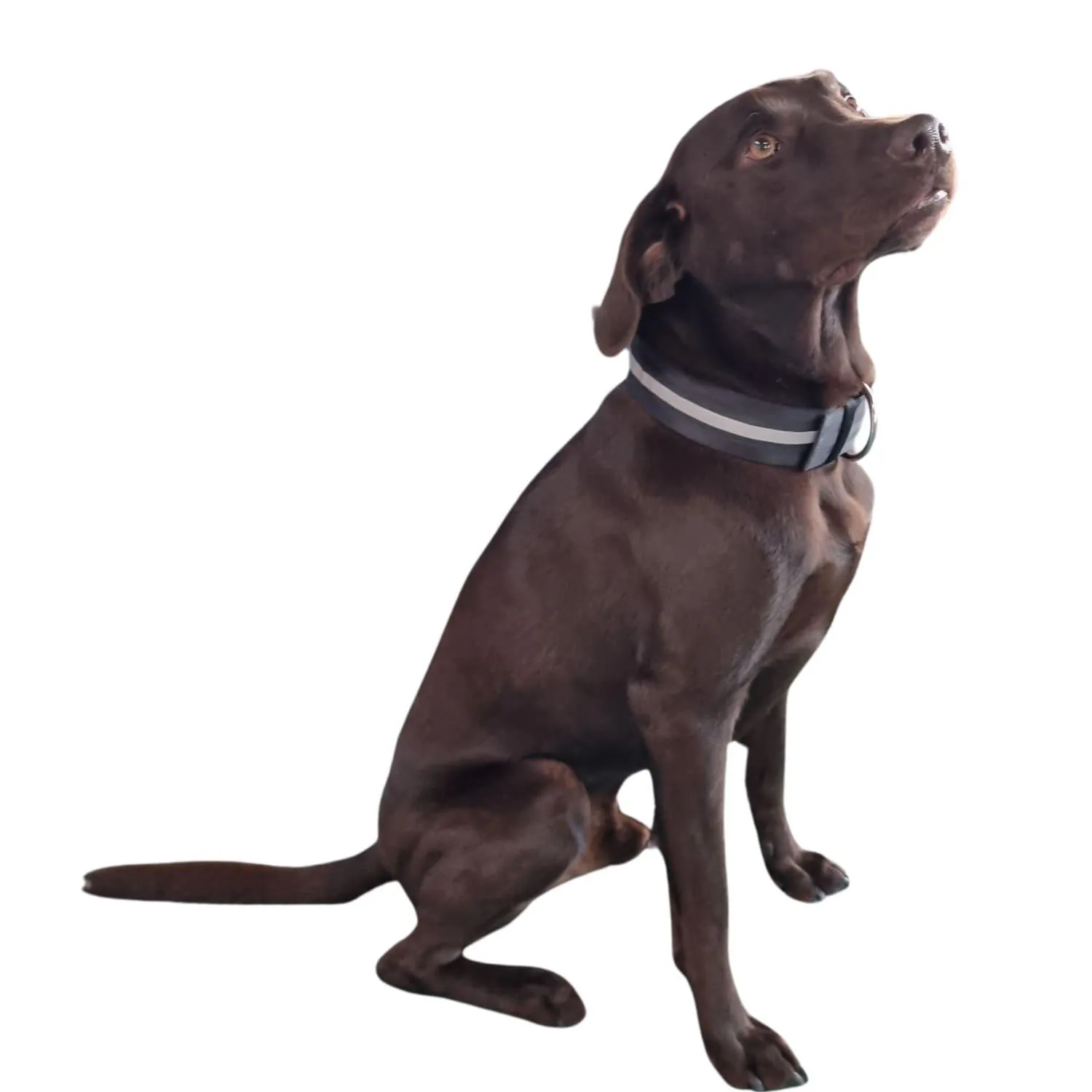 Collar Para Perro Extra Fuerte Reflectivo Grande 68cm