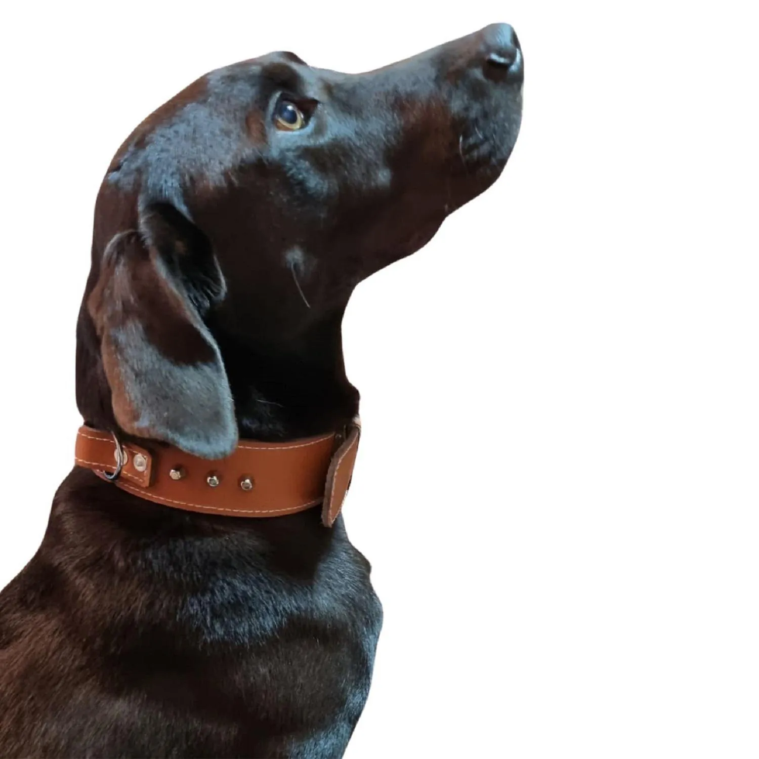 Collar Para Perro Cuero Raza Grande 60cm Petizoos