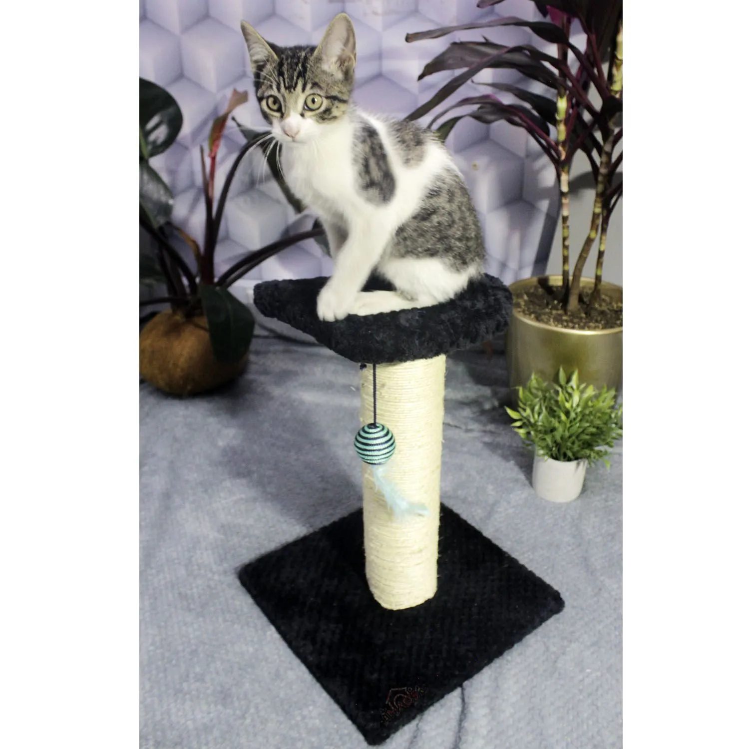 Gimnasio Rascador Para Gatos 30x30x40cm Mediano Negro 3