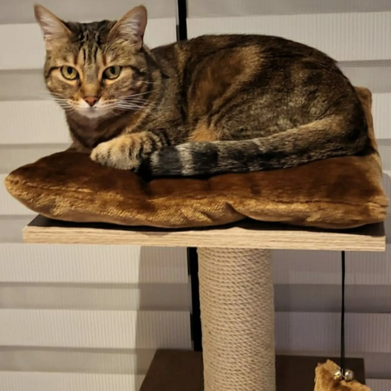 Gimnasio Para Gatos 2 PisoS 40x34x110cm PequeñoSURTID
