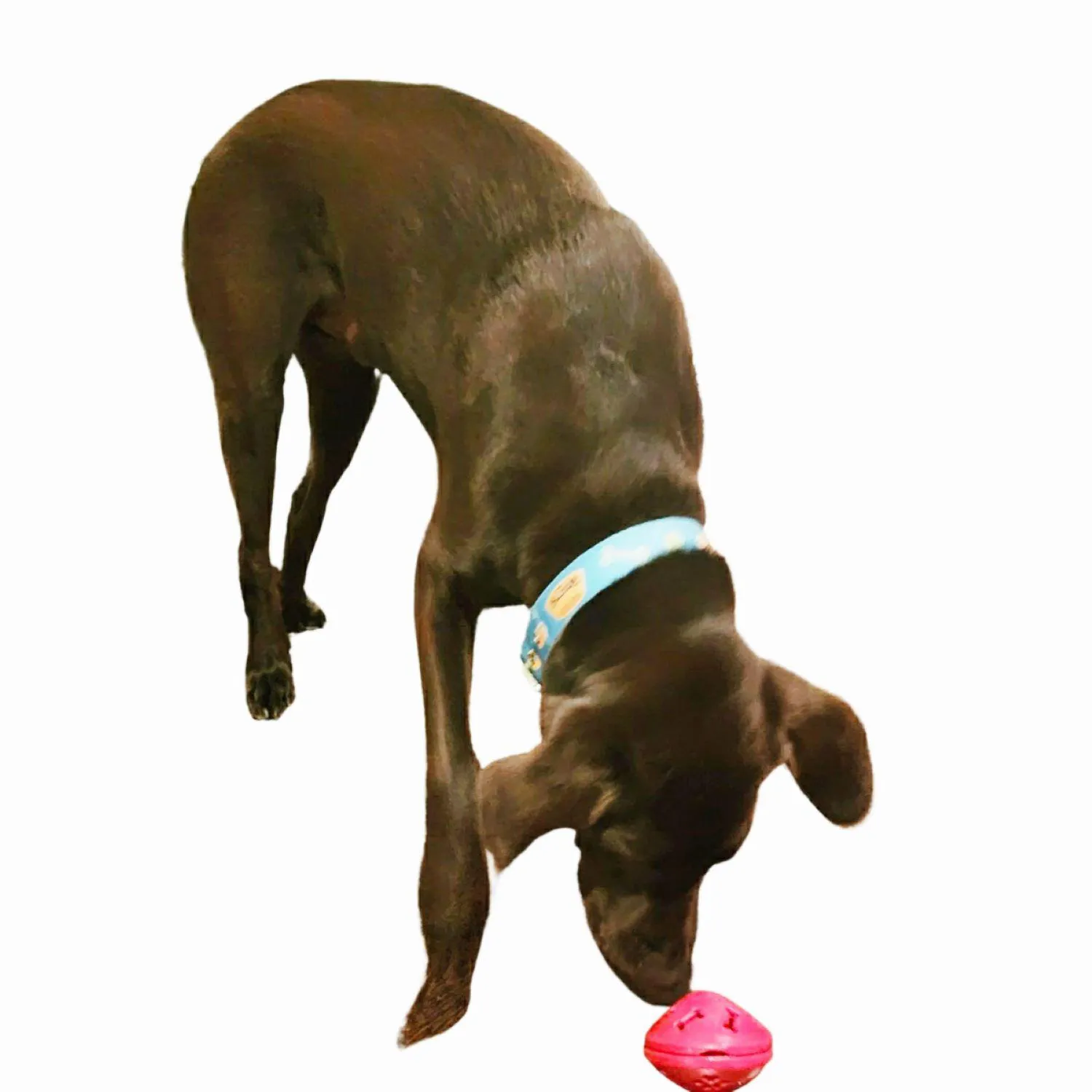 Pelota Para Perro De Premio Ovni Petizoos
