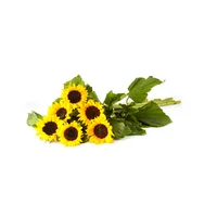 Paquete de Girasoles x 6