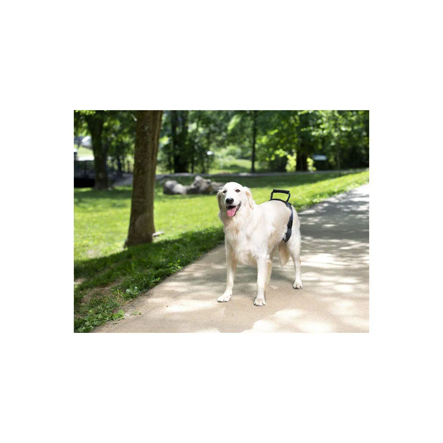 Arnés Para Perro De Elevación Solvit Carelift Talla L Negro Petsafe 5