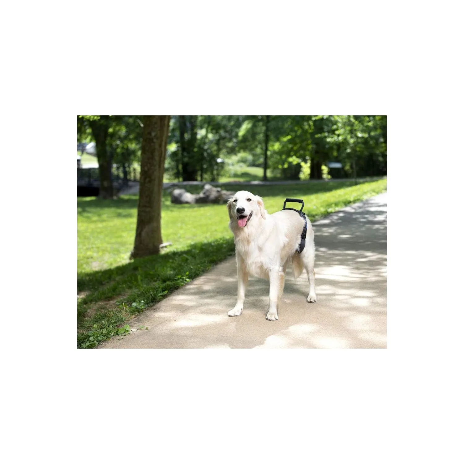 Arnés Para Perro De Elevación Solvit Carelift Talla L Negro Petsafe 10