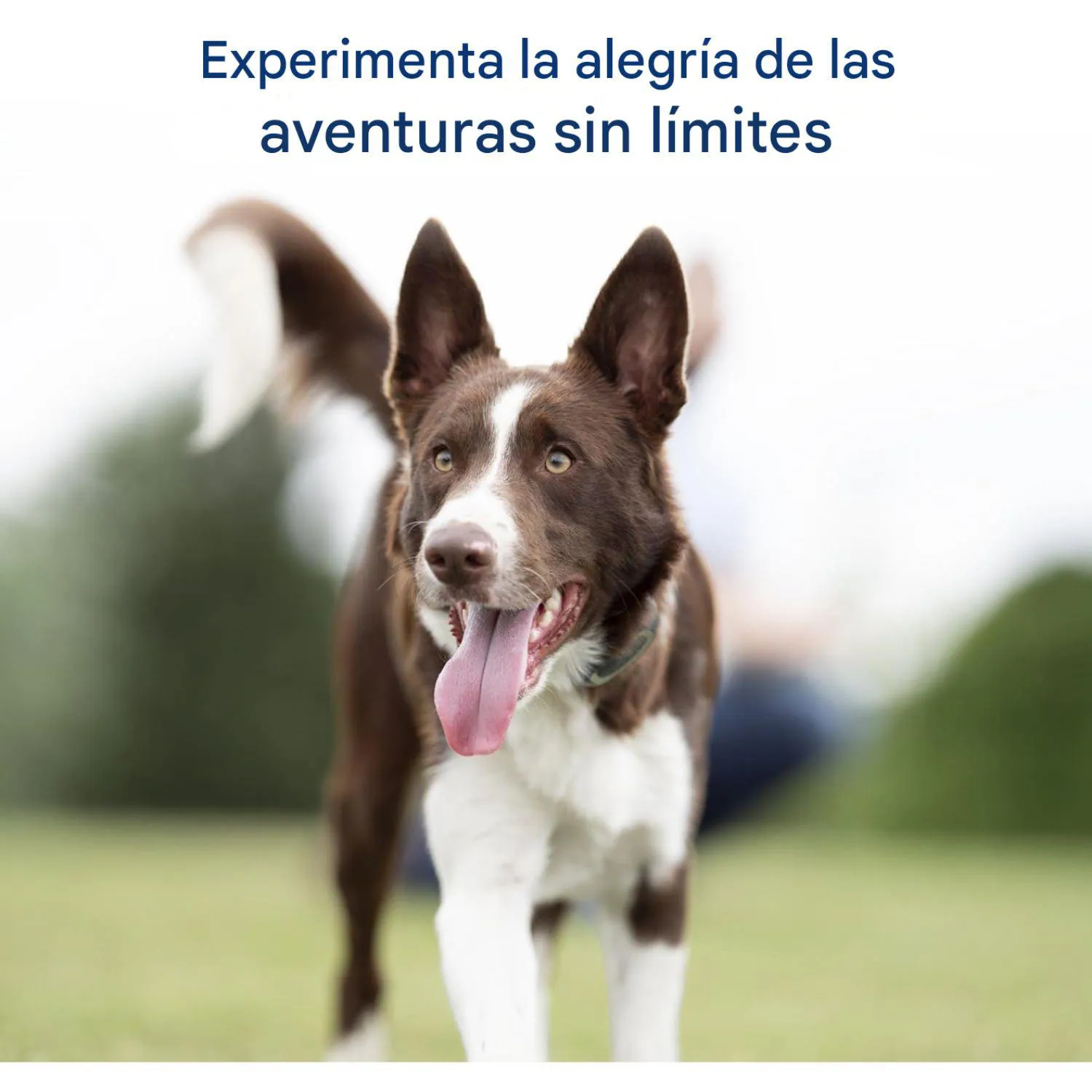 Collar Para Perro De Entrenamiento Remoto Petsafe 4