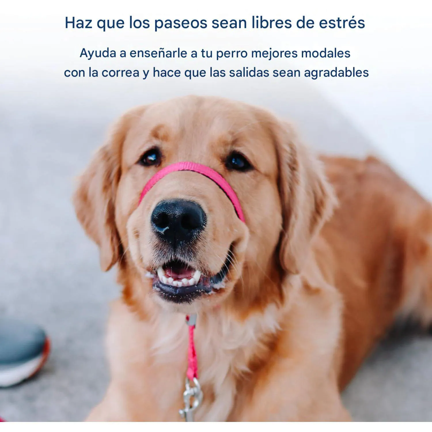 Collar Para Perro De Cabeza para Perro Sin Tirones Petsafe 3