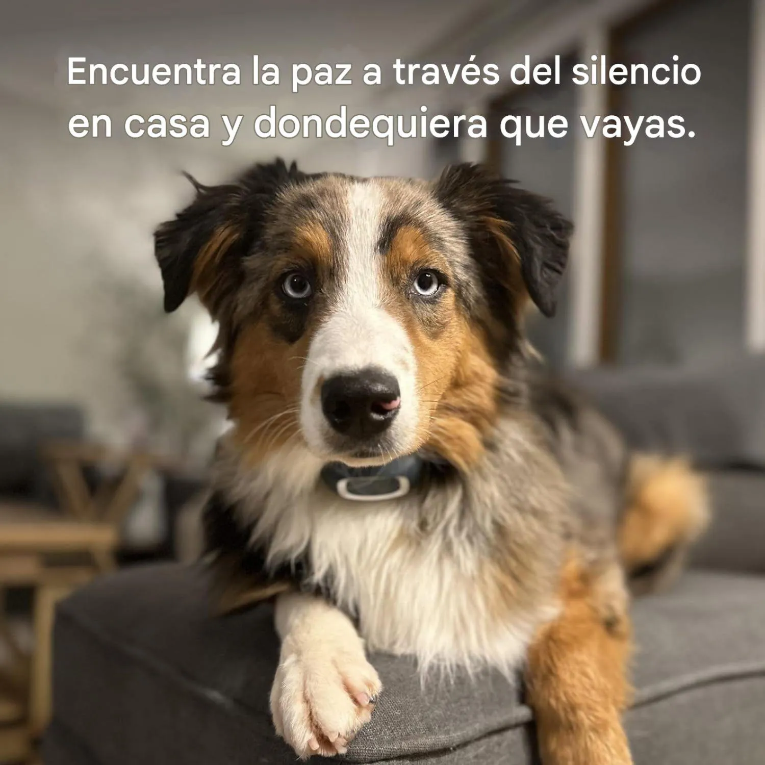 Collar Para Perro De Corteza Recargable 15 Niveles Petsafe 4