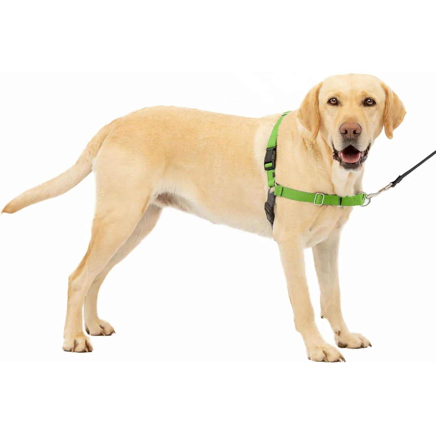 Arnés Para Perro De Paseo Fácil  L Verde Petsafe 7