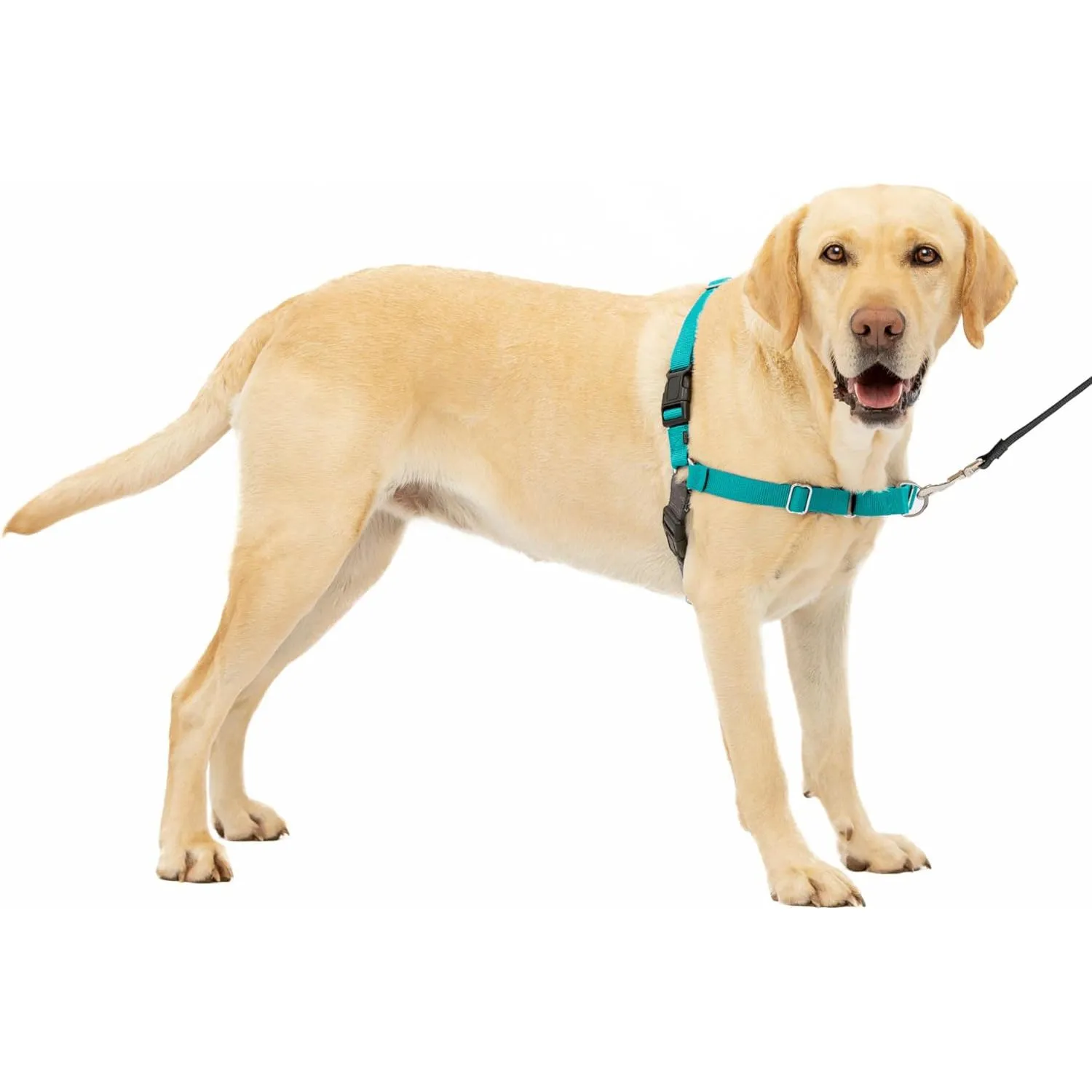 Arnés Para Perro Sin Tirones Toma El Control  Petsafe 6