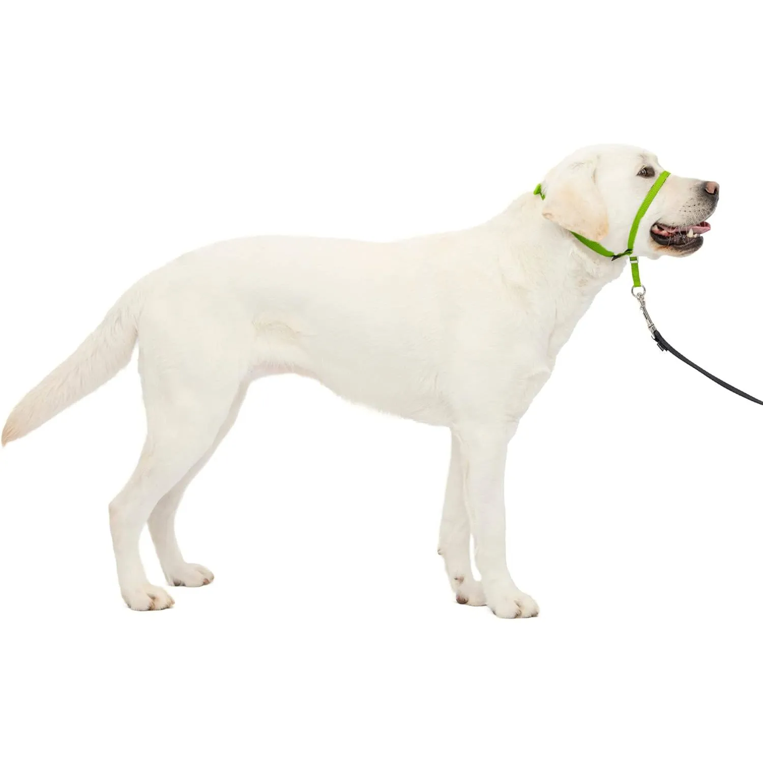 Collar para Perros de Suave Conducción En Nailon Talla Grande Marca PetSafe 6