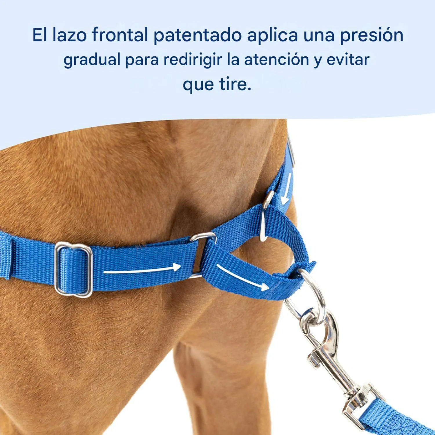 Arnés Para Perro De Paseo Fácil  S/ m Azul Rey Petsafe