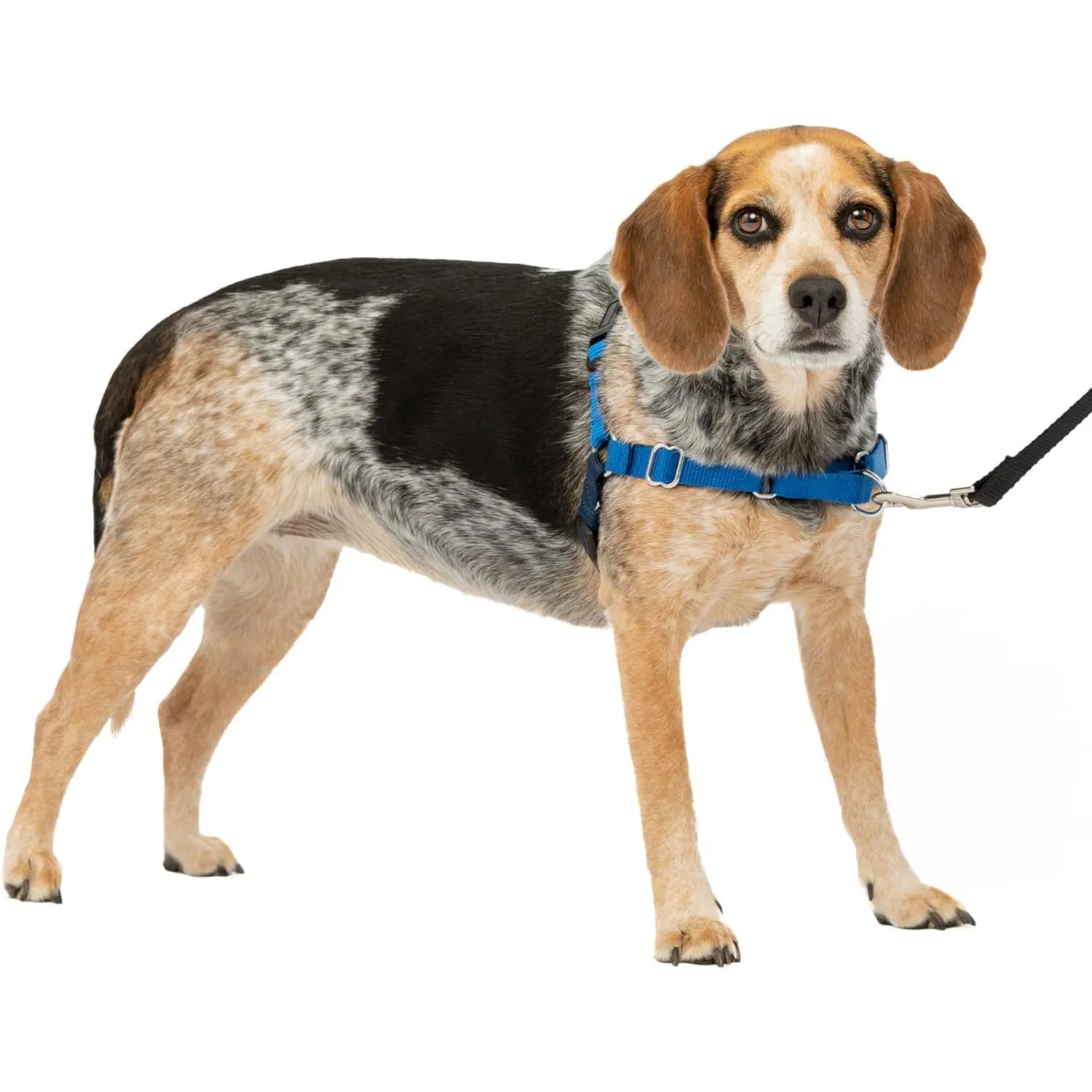 Arnés Para Perro De Paseo Fácil  S/ m Azul Rey Petsafe 6