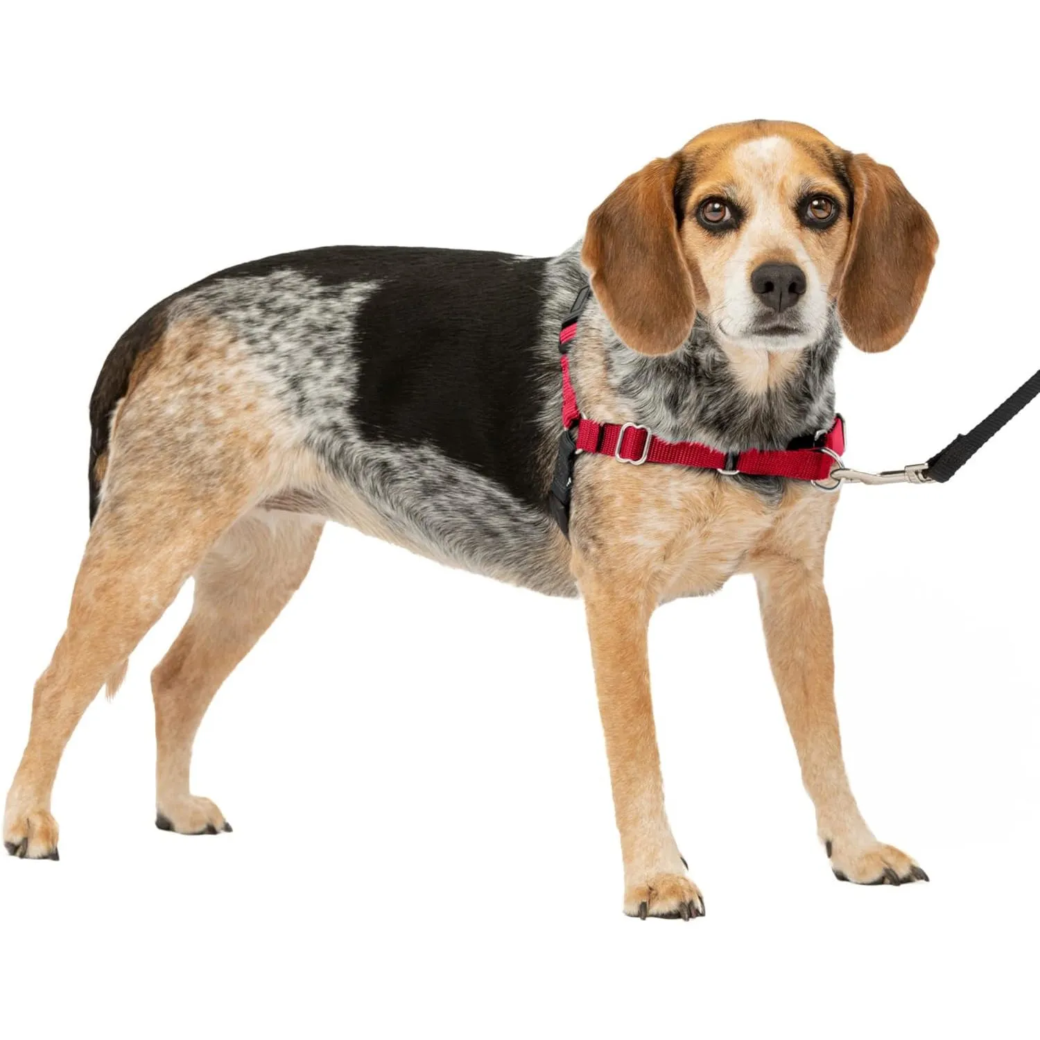 Arnés Para Perro De Paseo Fácil  S/ m Rojo/negro Petsafe