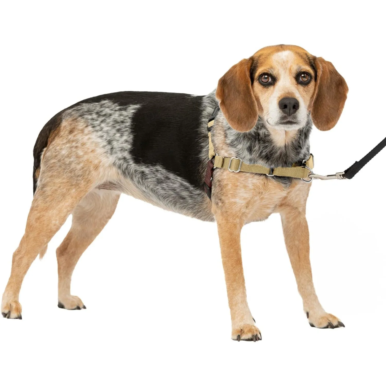 Arnés Para Perro De Paseo Fácil  S/M Petsafe