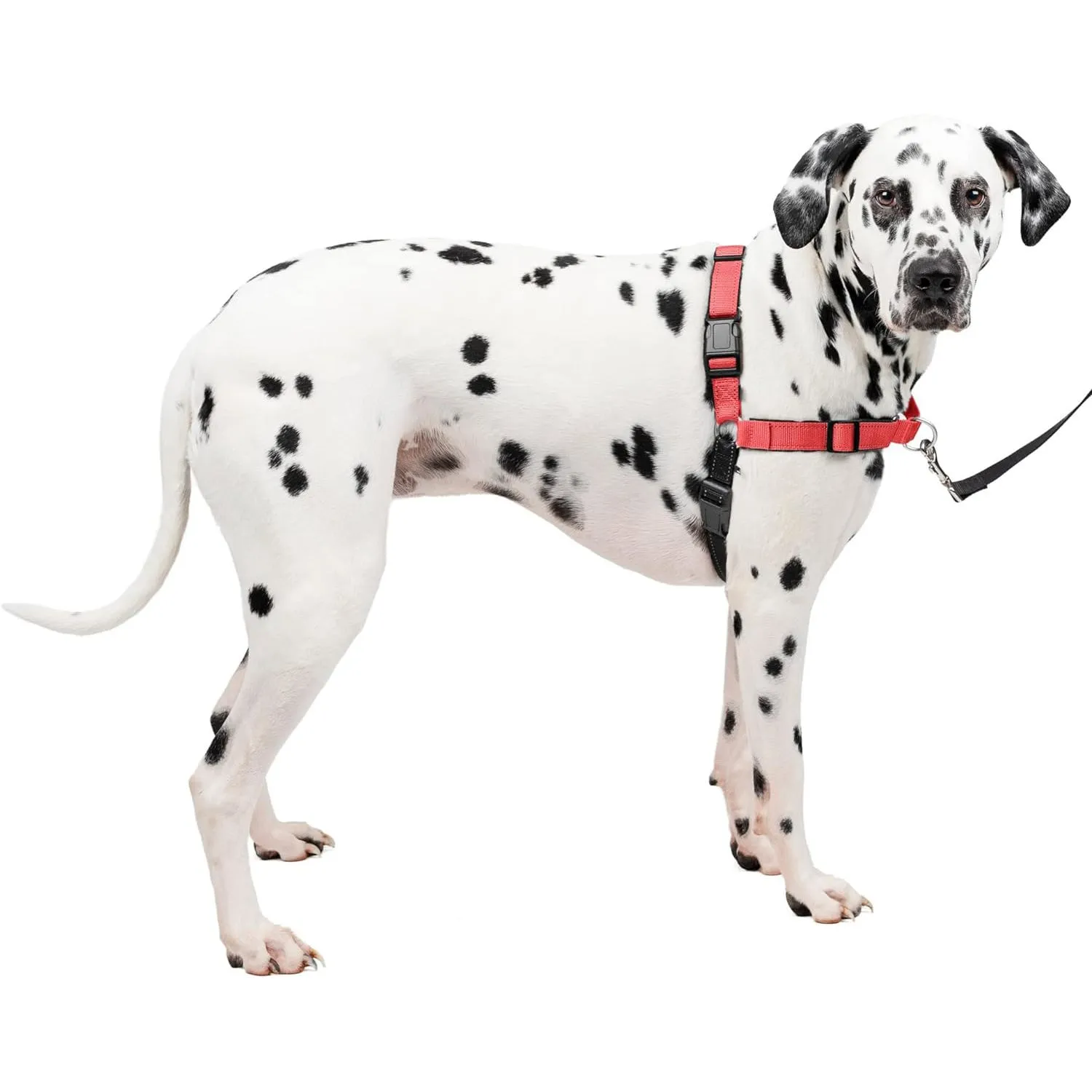 Arnés Para Perro De Adiestramiento Anti Tirones Con Anillos Petsafe