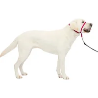 Collar Para Perro Suave de Conducción Con DVD Entrenamiento