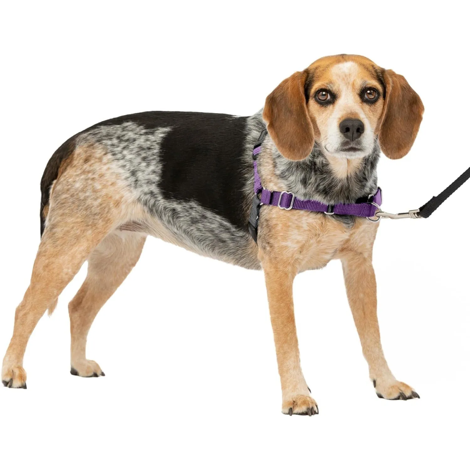 Arnés Para Perro De Paseo Fácil  S/ m Púrpura Petsafe
