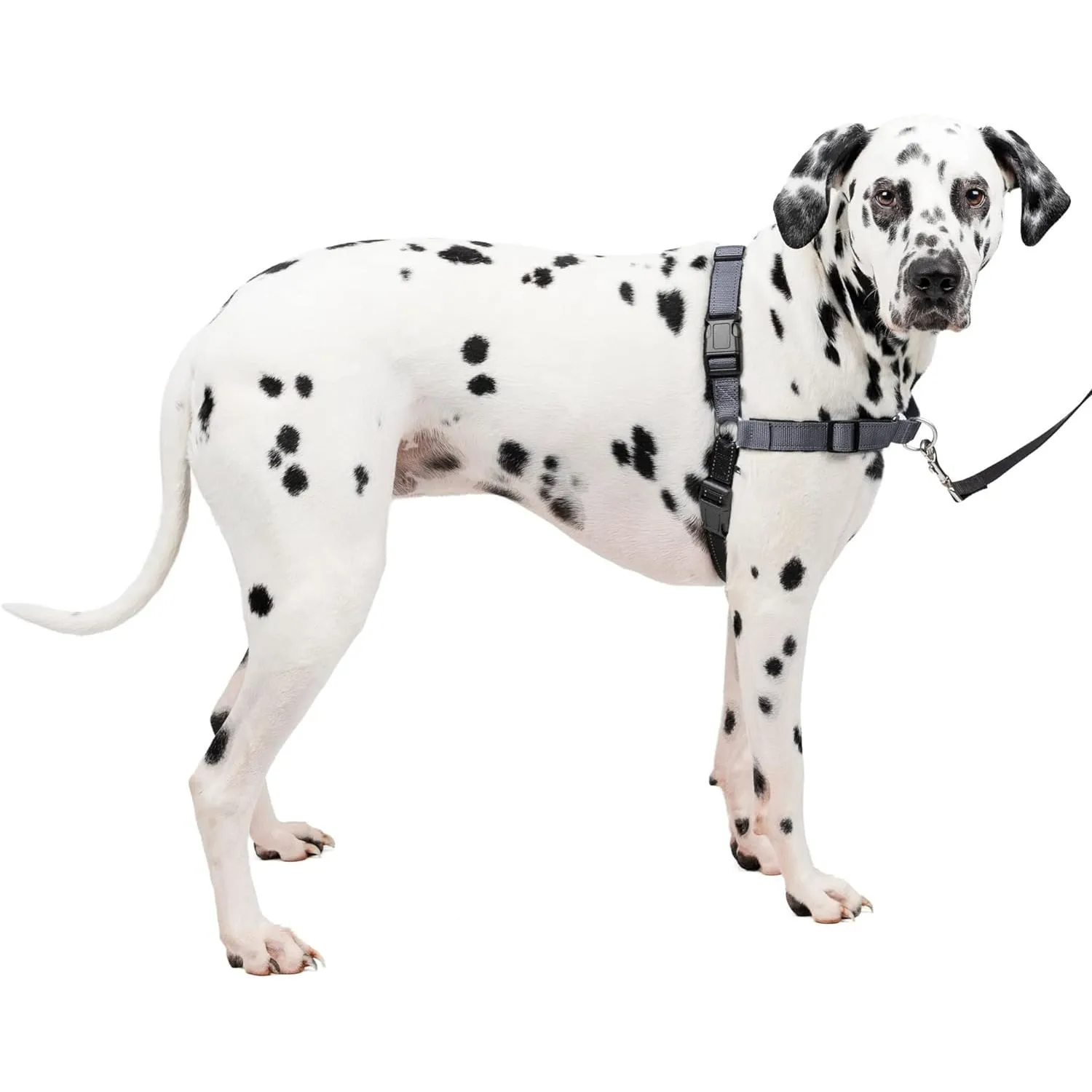 Arnés Para Perro De Adiestramiento Cómodo Petsafe